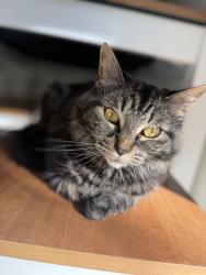 Lost Female Cat last seen Charles wood, Pittsford, NY 14534
