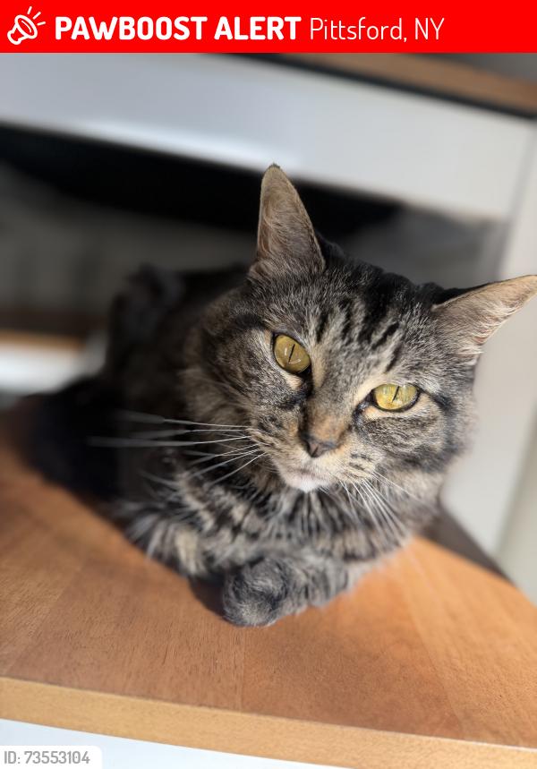 Lost Female Cat last seen Charles wood, Pittsford, NY 14534