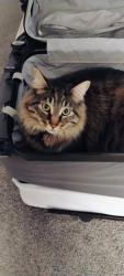 Lost Male Cat last seen Neighbors porch, Durham, NC 27703