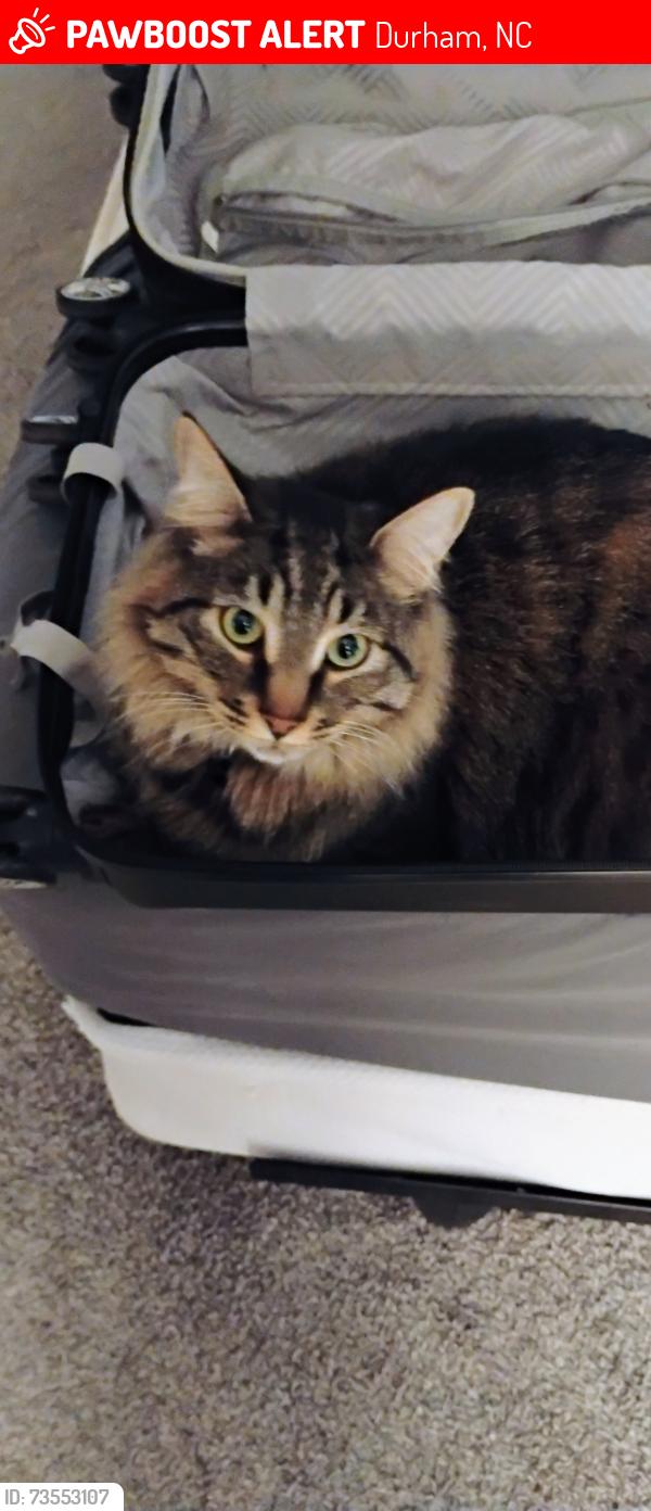 Lost Male Cat last seen Neighbors porch, Durham, NC 27703