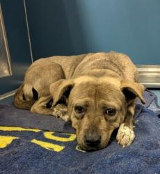 Shelter Stray Female Dog last seen Near BLOCK E FERRY ST, DETROIT, MI 48211, 1431 E Ferry St, Detroit, MI 48211, USA
