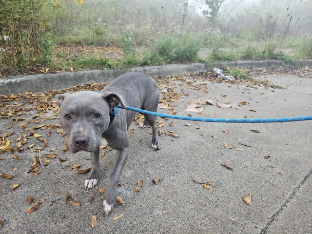 Shelter Stray Female Dog last seen Near BLOCK JOHN C LODGE FWY, DETROIT, MI 48202, 1431 E Ferry St, Detroit, MI 48211, USA