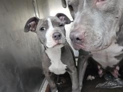 Shelter Stray Female Dog last seen Near BLOCK JOHN C LODGE FWY, DETROIT, MI 48202, 1431 E Ferry St, Detroit, MI 48211, USA