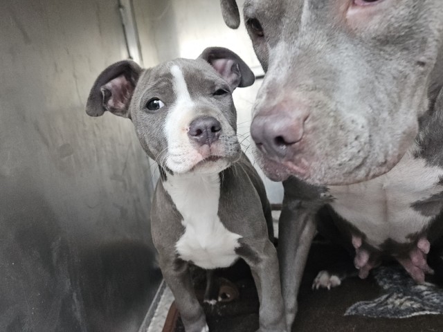 Shelter Stray Female Dog last seen Near BLOCK JOHN C LODGE FWY, DETROIT, MI 48202, 1431 E Ferry St, Detroit, MI 48211, USA