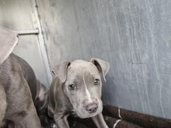 Shelter Stray Female Dog last seen Near BLOCK JOHN C LODGE FWY, DETROIT, MI 48202, 1431 E Ferry St, Detroit, MI 48211, USA