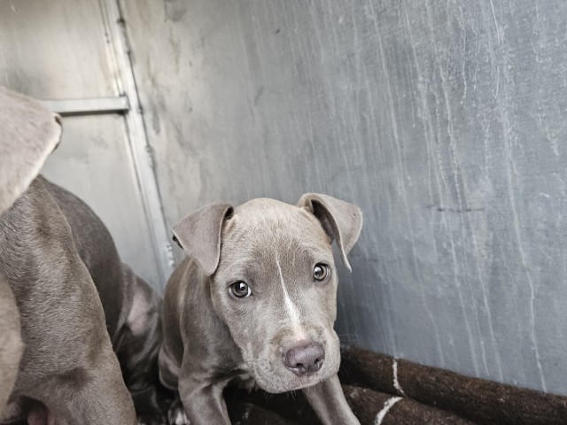 Shelter Stray Female Dog last seen Near BLOCK JOHN C LODGE FWY, DETROIT, MI 48202, 1431 E Ferry St, Detroit, MI 48211, USA