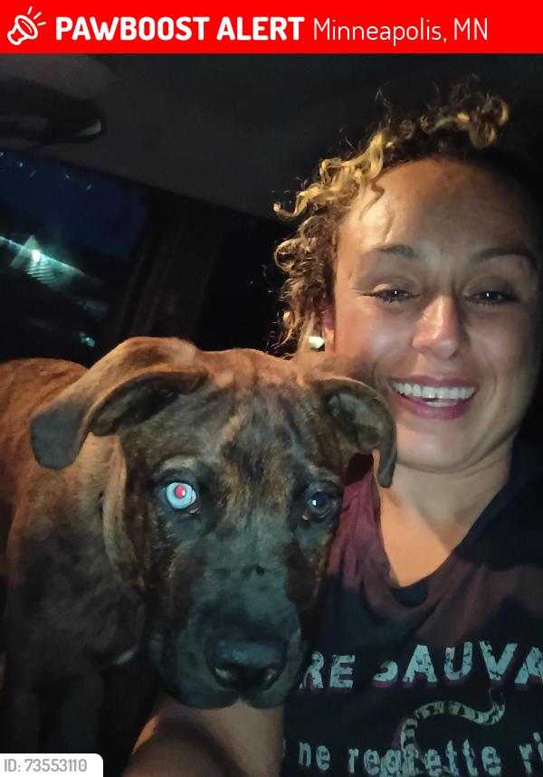 Lost Male Dog last seen Near 4th avenue South, Minneapolis, MN 55408