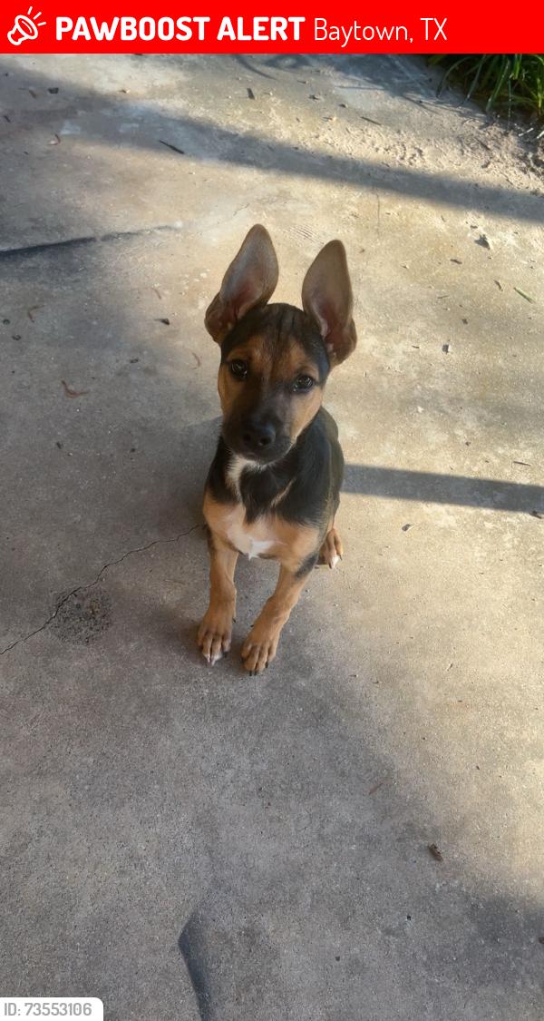 Lost Female Dog last seen Massey Tompkins Rd, Baytown, TX 77521