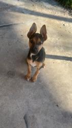 Lost Female Dog last seen Massey Tompkins Rd, Baytown, TX 77521