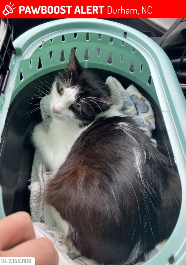 Lost Male Cat last seen Fletcher's Chapel Rd., Durham, NC 27703