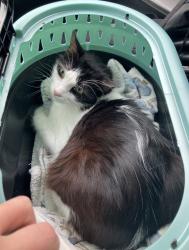 Lost Male Cat last seen Fletcher's Chapel Rd., Durham, NC 27703