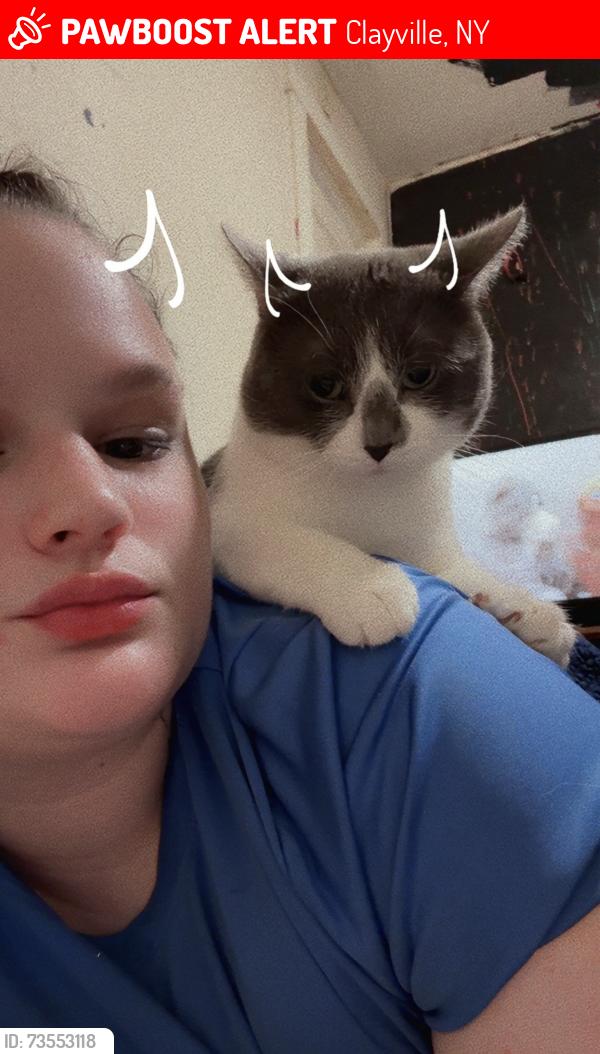 Lost Male Cat last seen St. Mary’s Cemetery, Clayville, NY 13456