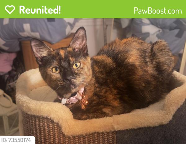Reunited Female Cat last seen Remington oak dr., Lake Mary, FL 32746