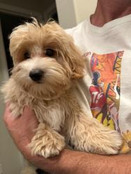 Found/Stray Male Dog last seen Bristlegrass Way- University Place neighborhood, Richardson, TX 75252