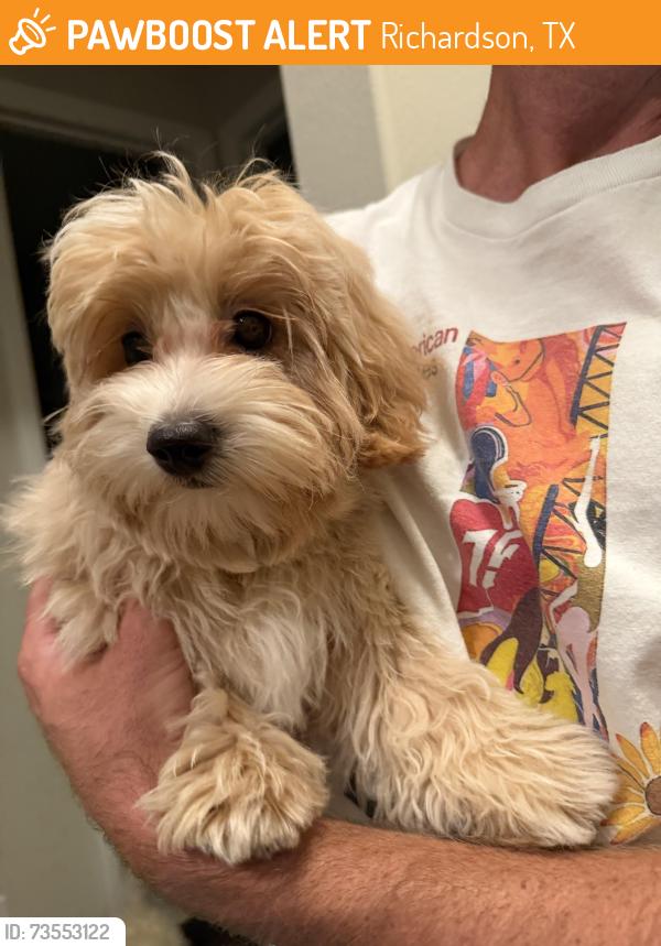 Found/Stray Male Dog last seen Bristlegrass Way- University Place neighborhood, Richardson, TX 75252