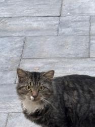 Found/Stray Unknown Cat last seen Foxboro Drive, Lake Cambridge, Kiln Creek, Newport News, VA 23602