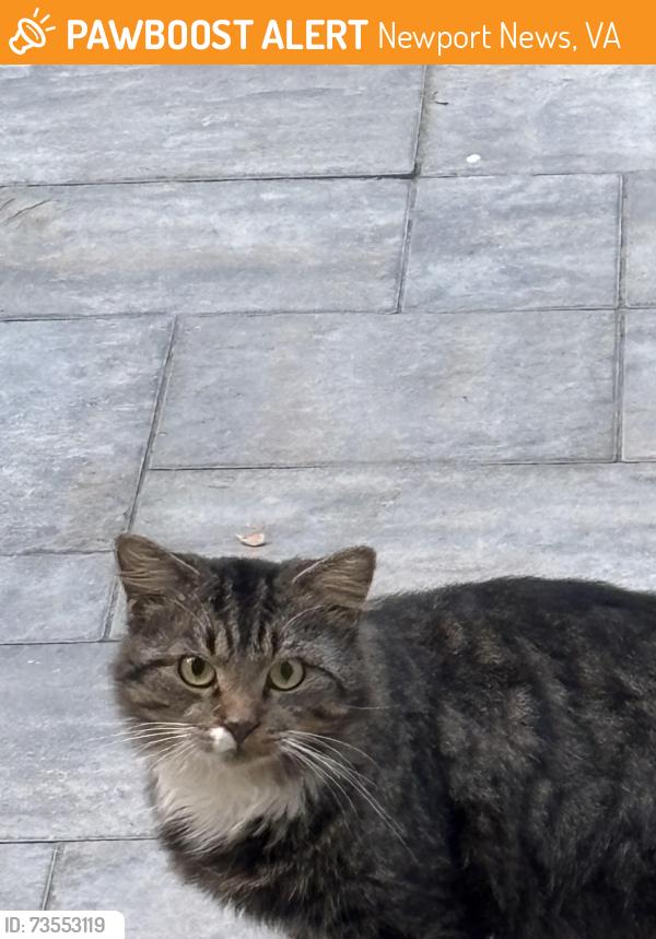 Found/Stray Unknown Cat last seen Foxboro Drive, Lake Cambridge, Kiln Creek, Newport News, VA 23602
