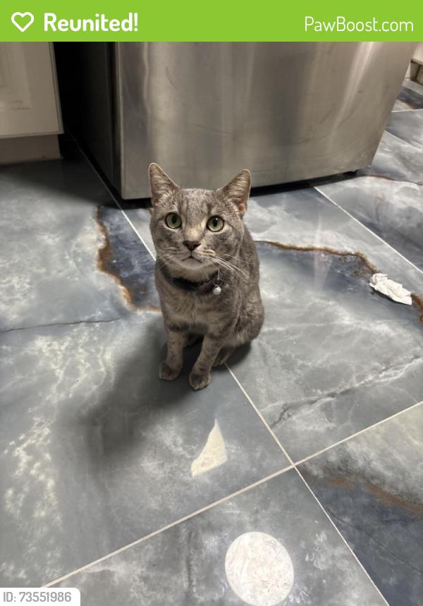 Reunited Male Cat last seen Sickle Rd, Indianapolis, IN 46219, USA, Indianapolis, IN 46219