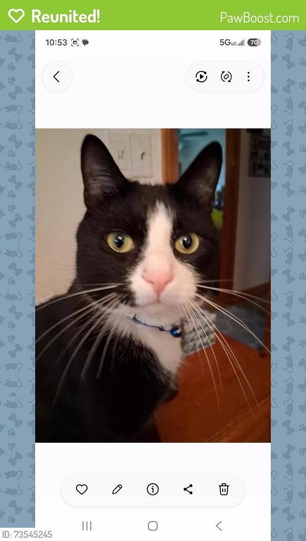 Reunited Male Cat last seen Near Rogers St Tewksbury, Tewksbury, MA 01876