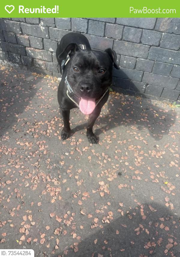 Reunited Male Dog last seen Pegwell Drive, Salford, England 