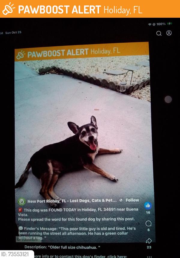 Found/Stray Male Dog last seen Buena Vista and shady cove, Holiday, FL 34691