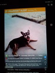 Found/Stray Male Dog last seen Buena Vista and shady cove, Holiday, FL 34691