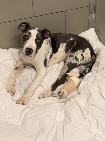 Shelter Stray Male Dog last seen , , OH, 9203 Detroit Ave, Cleveland, OH 44102, USA