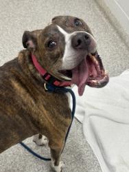 Shelter Stray Male Dog last seen Near Carver Rd., 21225, MD, 2490 Giles Rd, Baltimore, MD 21225, USA