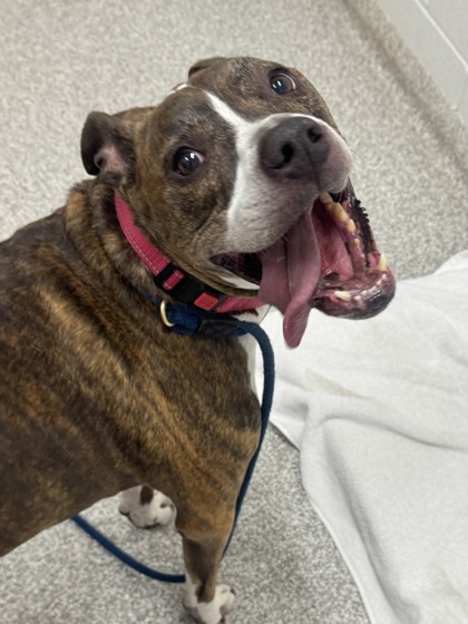 Shelter Stray Male Dog last seen Near Carver Rd., 21225, MD, 2490 Giles Rd, Baltimore, MD 21225, USA