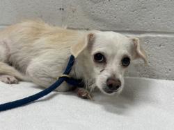 Shelter Stray Female Dog last seen Near Carver Rd., 21225, MD, 2490 Giles Rd, Baltimore, MD 21225, USA