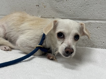 Shelter Stray Female Dog last seen Near Carver Rd., 21225, MD, 2490 Giles Rd, Baltimore, MD 21225, USA