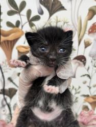 Shelter Stray Unknown Cat last seen Near E 25th St, Baltimore, MD 21213, 21213, MD, 2490 Giles Rd, Baltimore, MD 21225, USA