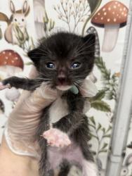 Shelter Stray Female Cat last seen Near E 25th St, Baltimore, MD 21213, 21213, MD, 2490 Giles Rd, Baltimore, MD 21225, USA