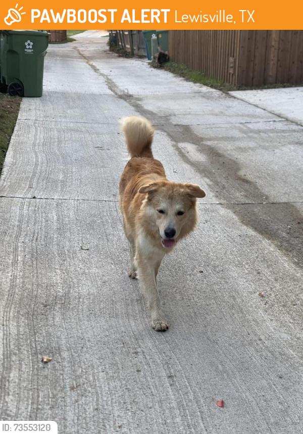 Found/Stray Male Dog last seen Tucson Drive / Jupiter, Lewisville, TX 75077