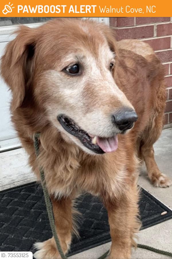 Found/Stray Male Dog last seen Dennis Rd near Hwy 311, Walnut Cove, NC 27052