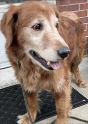 Found/Stray Male Dog last seen Dennis Rd near Hwy 311, Walnut Cove, NC 27052