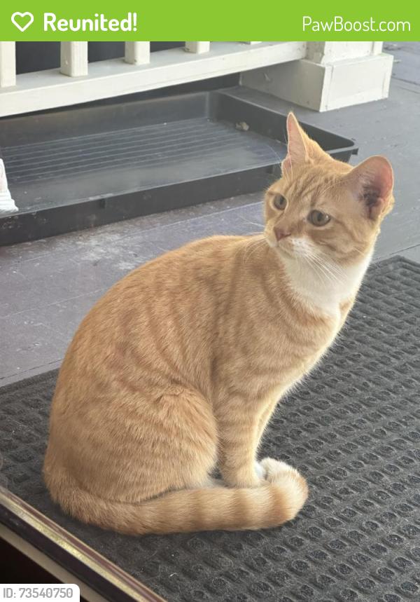 Reunited Male Cat last seen East 5th Ave near High Street, Lancaster, OH 43130
