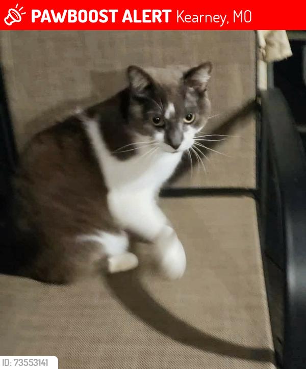 Lost Male Cat last seen C hwy and 92, Kearney, MO 64060