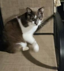 Lost Male Cat last seen C hwy and 92, Kearney, MO 64060
