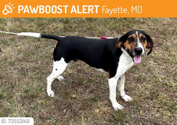 Found/Stray Male Dog last seen County Roads 420 and 427, Howard County Missouri, Fayette, MO 65248