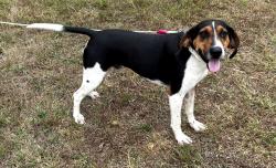 Found/Stray Male Dog last seen County Roads 420 and 427, Howard County Missouri, Fayette, MO 65248
