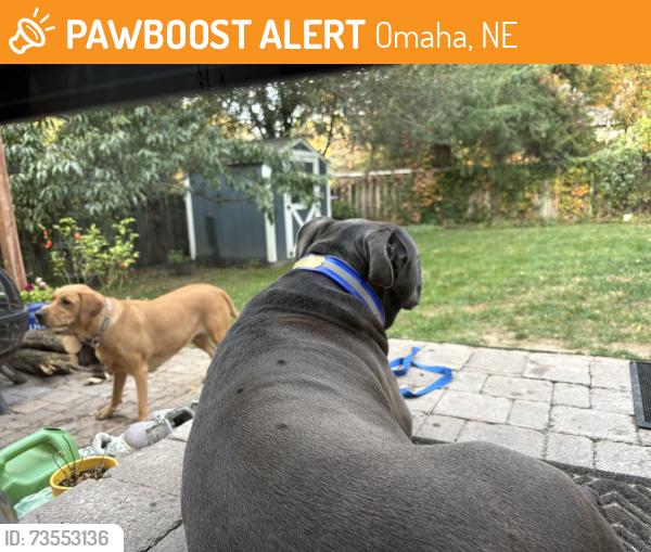 Found/Stray Male Dog last seen 52nd and Franklin, Omaha, NE 68104