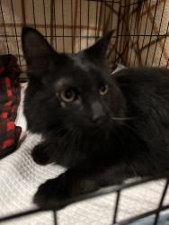 Reunited Unknown Cat last seen Near Chatsworth Street North, Roseville, MN 55113, USA, Roseville, MN 55113