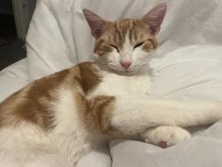 Lost Male Cat last seen Morston avenue by hses, Morston Ave,  
