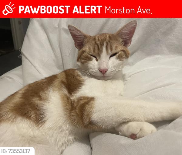 Lost Male Cat last seen Morston avenue by hses, Morston Ave,  