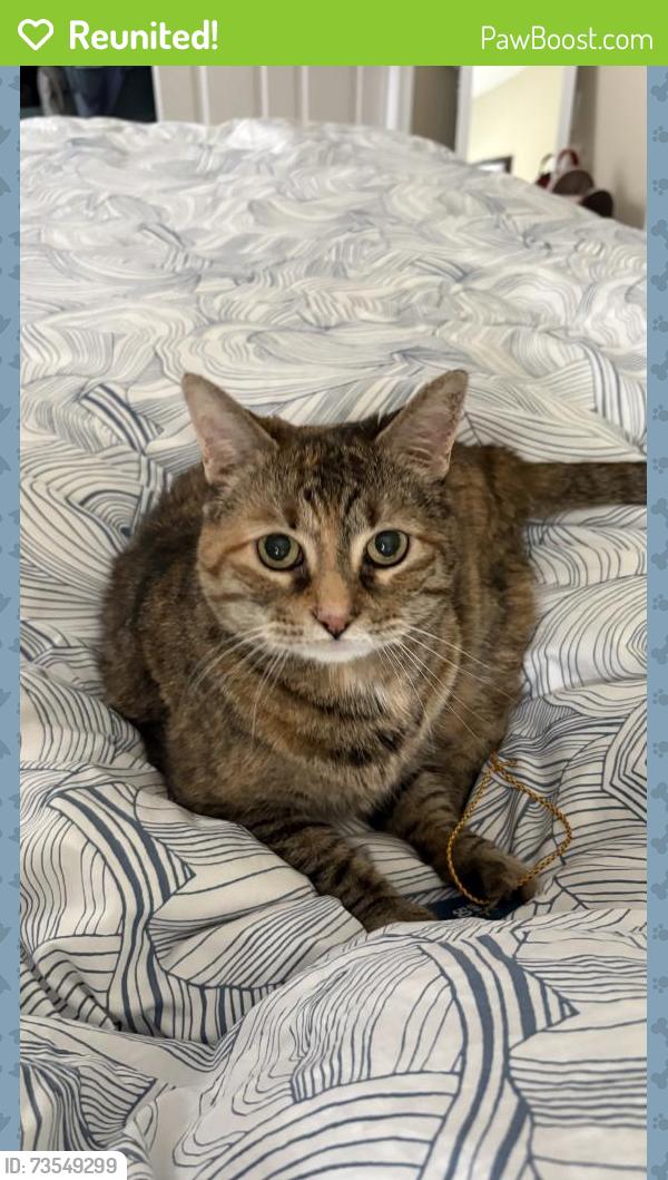 Reunited Female Cat last seen Near Sulgrave Ct, Sterling, VA 20165, USA, Sterling, VA 20165