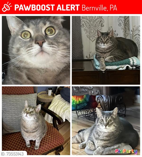 Lost Male Cat last seen Near Dogwood Drive, Bernville, Pa, Usa, Bernville, PA 19506