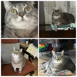 Lost Male Cat last seen Near Dogwood Drive, Bernville, Pa, Usa, Bernville, PA 19506