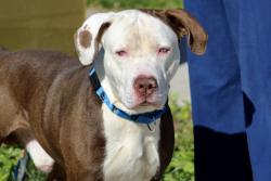 Shelter Stray Male Dog last seen Apt 6X,140 Park Hill Avenue, STATEN ISLAND, NY, 10304, 3139 Veterans Rd W, Staten Island, NY 10309, USA