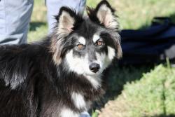 Shelter Stray Female Dog last seen Clove Road, STATEN ISLAND, NY, 10301, 3139 Veterans Rd W, Staten Island, NY 10309, USA